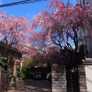聖輪寺【桜の時期の山門】