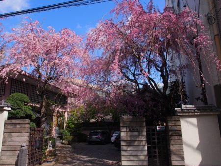 聖輪寺【桜の時期の山門】