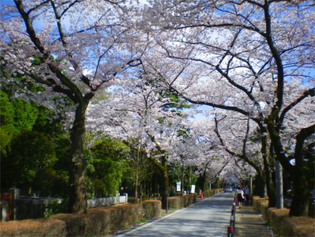 青山霊園　桜