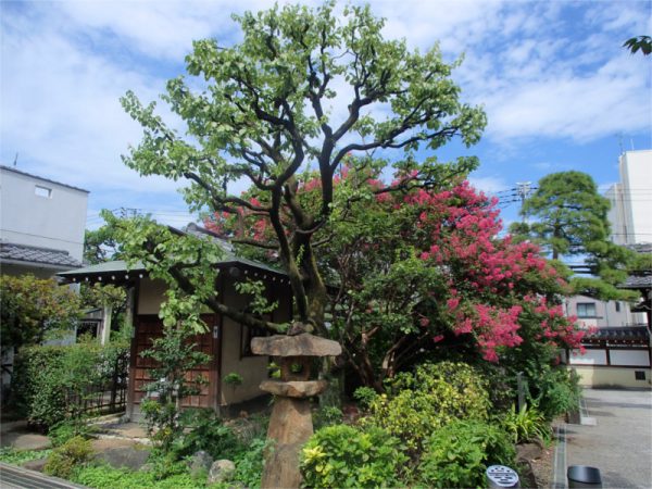 感通寺の庭園