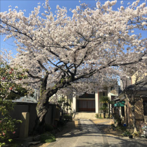 入谷駅前墓苑　桜