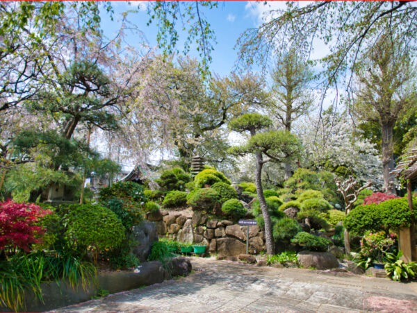 成城しだれ桜墓苑　庭園