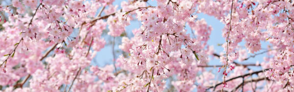 しだれ桜墓苑　バナー